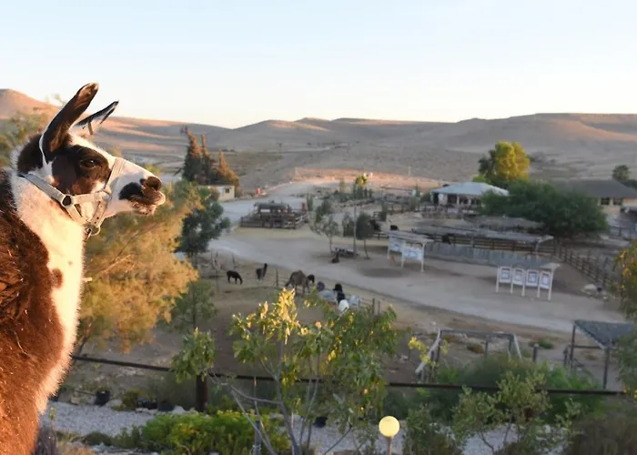 Alpaca Farm - חוות האלפקות